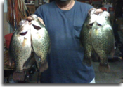 Scott Robinson with some Illinois ice fishing crappie