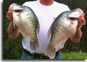 3.4 lbs. Grenada Lake, MS - 2013
