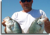 Grenada Lake Crappie