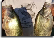 Grenada Lake Crappie