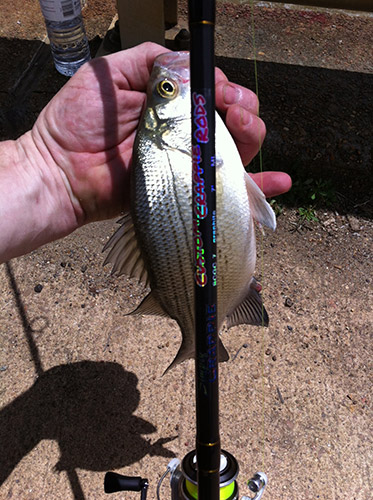 Simply Crappie SCGC 7 Graphite/Carbon Med/Light 7ft spinning rod