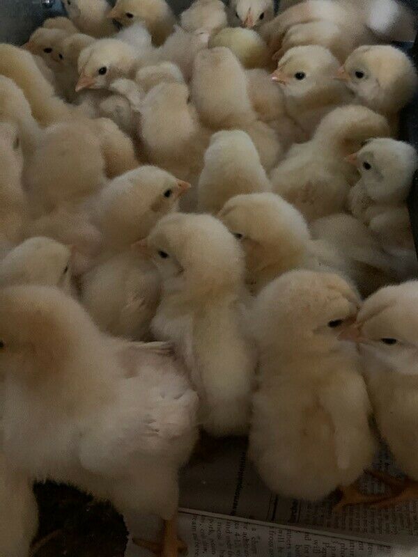 Hatching Eggs at Simply Crappie