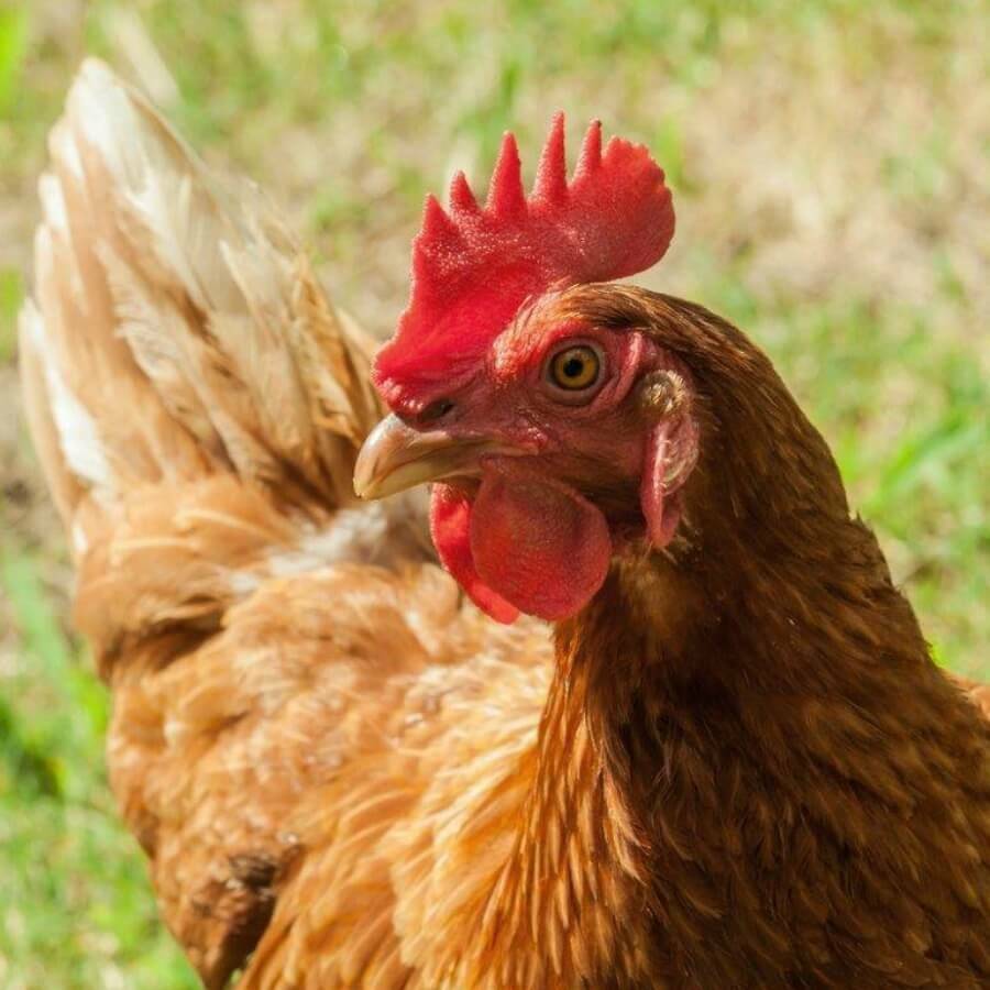 Hatching Eggs at Simply Crappie