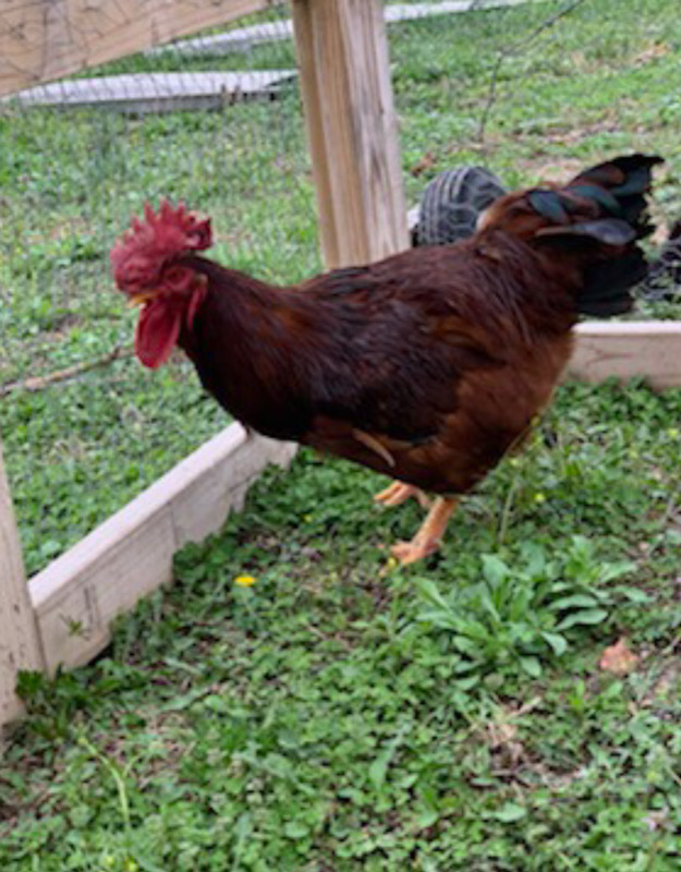 Hatching Eggs at Simply Crappie